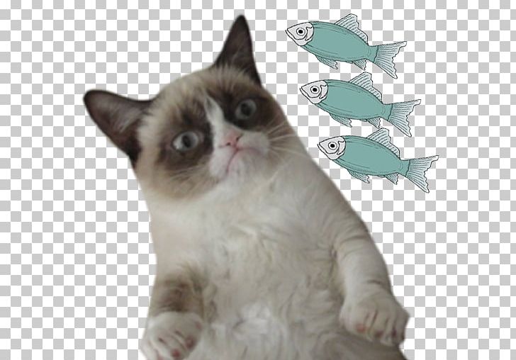 Grumpy Cat The Meme Machine Humour PNG, Clipart, America, Carnivoran, Cat, Cat Icon, Cat Like Mammal Free PNG Download