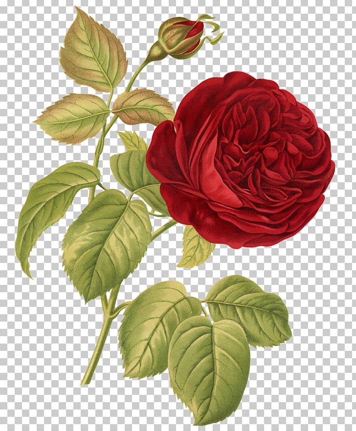 Rose Botany Botanical Illustration Flower Illustration PNG, Clipart, Color, Cut Flowers, Drawing, Floral Design, Floribunda Free PNG Download