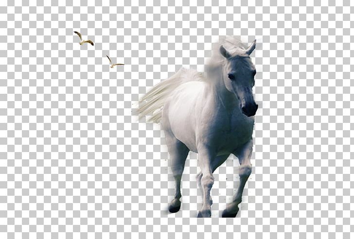 Horse Pony PNG, Clipart, Animals, Designer, Download, Halter, Horse Free PNG Download