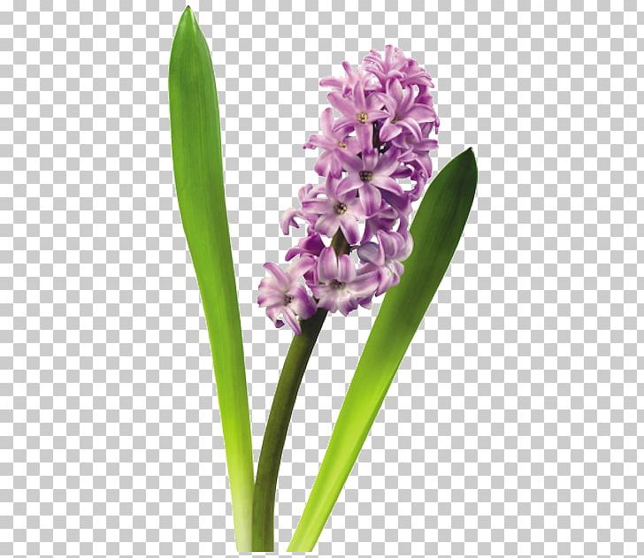 Hyacinth Flower PNG, Clipart, Drawing, Email, Flower, Flower Bouquet, Flowering Plant Free PNG Download