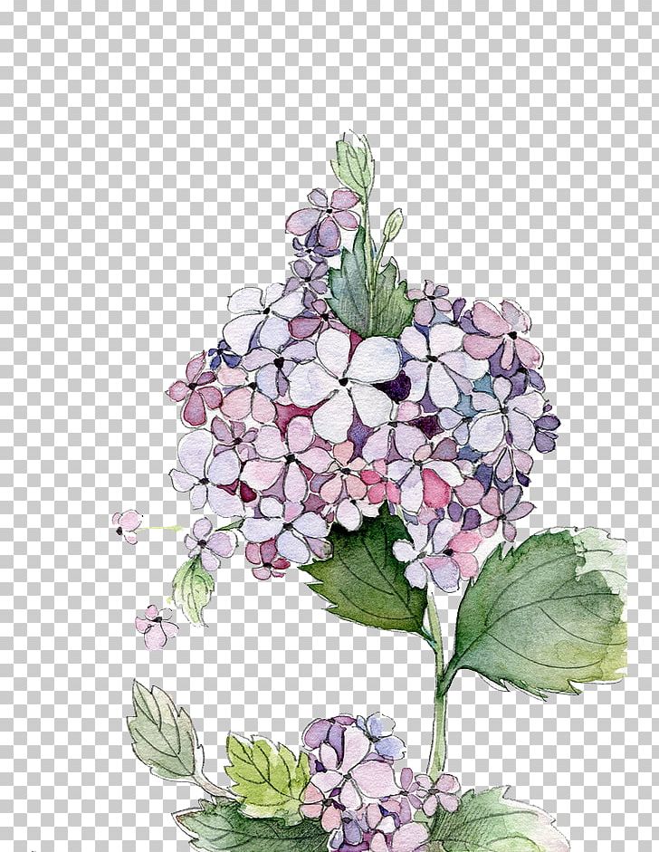 Hydrangea Watercolor Painting Flower PNG, Clipart, Cartoon, Cornales, Cut Flowers, Decoration, Download Free PNG Download