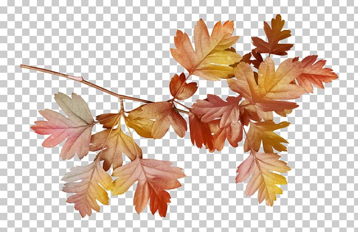 Leaf PNG, Clipart, Blossom, Blue, Branch, Computer Icons, Data Compression Free PNG Download