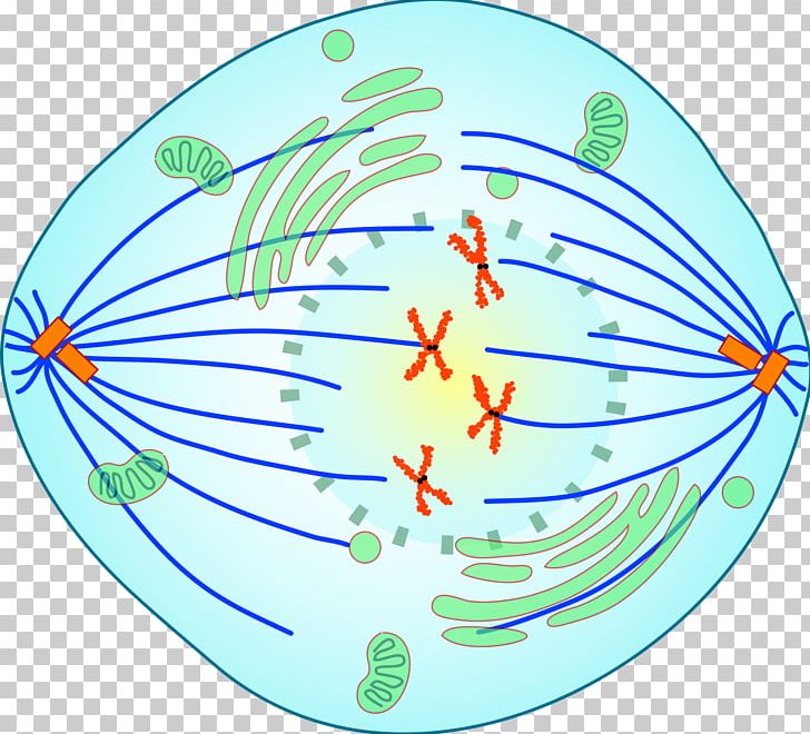 spindle fibers in mitosis
