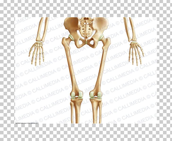 Pelvis Human Body Human Skeleton Anatomy Bone PNG, Clipart, Abdomen, Anatomy, Arm, Bone, Fantasy Free PNG Download