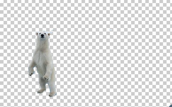 Polar Bear PNG, Clipart, Animals, Baby Bear, Bear, Bears, Canidae Free PNG Download