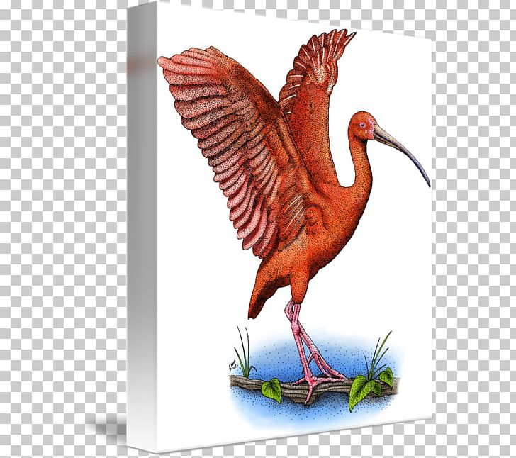 Scarlet Ibis Water Bird Beak PNG, Clipart, Animals, Beak, Bird, Chicken, Chicken As Food Free PNG Download