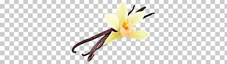 Vanilla Flower Beans PNG, Clipart, Food, Vanilla Free PNG Download
