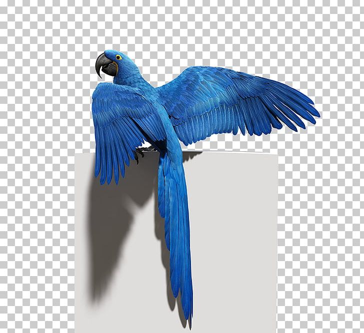 Budgerigar Bird Parrot Macaw Feather PNG, Clipart, Animation, Beak, Bird, Birds, Blue Free PNG Download