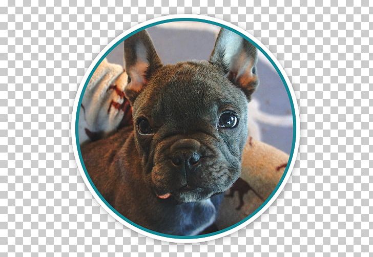 French Bulldog Puppy Pet Cat PNG, Clipart, Animals, Apartment, Boston Terrier, Breed, Brindle Free PNG Download