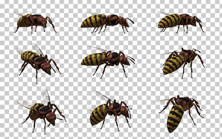 Honey Bee Bald-faced Hornet Wasp PNG, Clipart, Art, Arthropod, Baldfaced Hornet, Bee, Bumblebee Free PNG Download