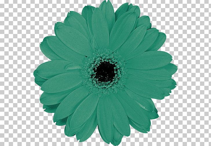 Transvaal Daisy Cut Flowers Green Petal PNG, Clipart, Cut Flowers, Daisy Family, Flower, Flowering Plant, Gerbera Free PNG Download