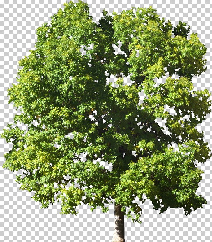 Log Cabin Tree Plant House PNG, Clipart, Author, Branch, Building, Bush, Crown Free PNG Download