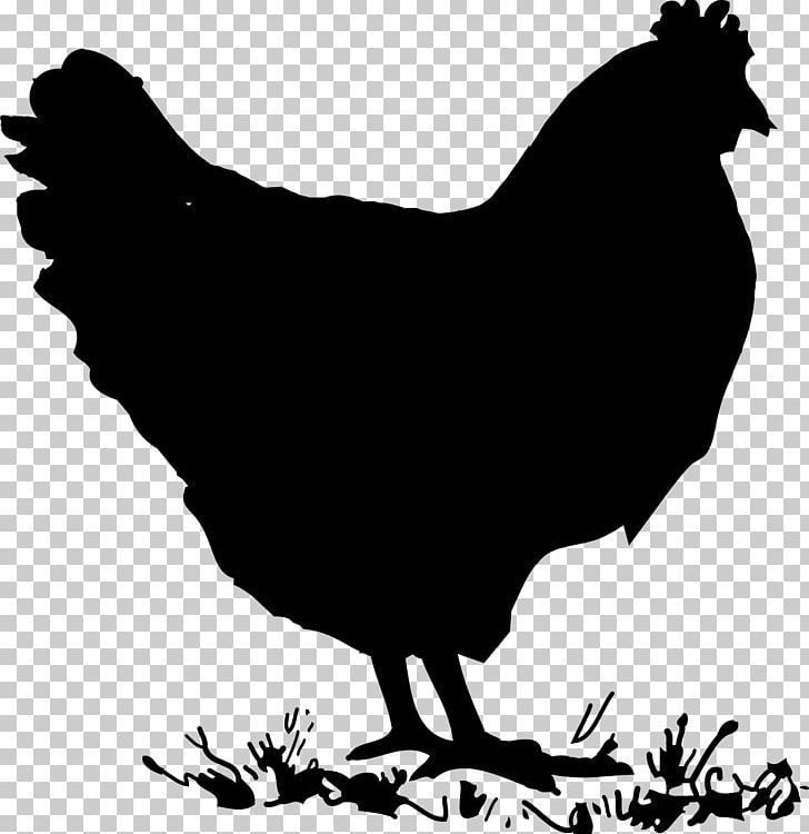 Silkie Chicken Meat Hen PNG, Clipart, Animals, Beak, Bird, Black And White, Chicken Free PNG Download