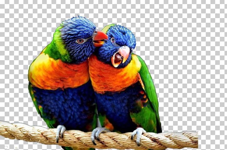 Bird Parrot Penguin Macaw PNG, Clipart, Animal, Animals, Beak, Bird, Birds Free PNG Download
