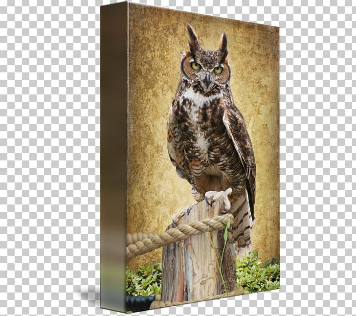 Owl Fauna Beak Wildlife PNG, Clipart, Beak, Bird, Bird Of Prey, Fauna, Great Horned Owl Free PNG Download