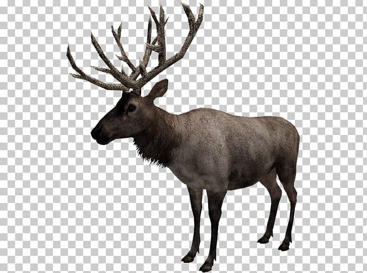 Reindeer Elk Musk Fauna PNG, Clipart, Animal, Antler, Black, Black And White, Cartoon Free PNG Download