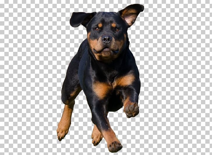 The Rottweiler Puppy Pit Bull Dog Breed PNG, Clipart, Animals, Black And Tan Terrier, Breed, Carnivoran, Creek Free PNG Download