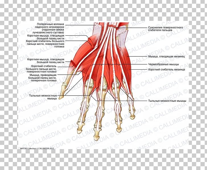 Finger Muscle Dorsal Interossei Of The Hand Lumbricals Of The Hand PNG, Clipart, Abdomen, Anatomy, Arm, Blood Vessel, Diagram Free PNG Download