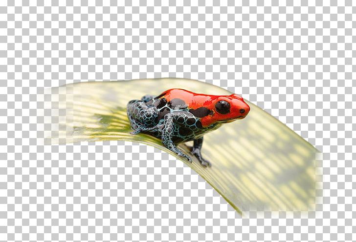 Frog PNG, Clipart, Amphibian, Animals, Frog, Insect, Zooparc De Beauval Free PNG Download