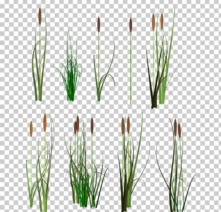 Scirpus PNG, Clipart, Chives, Cim, Commodity, Computer Font, Digital Image Free PNG Download