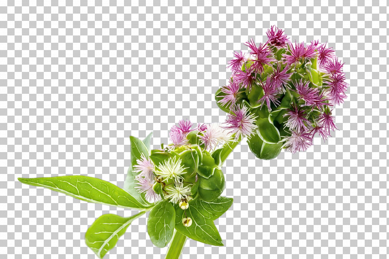 Rosemary PNG, Clipart, Cartoon, Cut Flowers, Health, Herb, Medicine Free PNG Download
