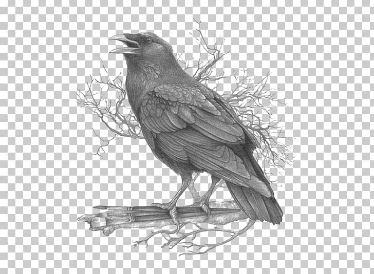 American Crow Common Raven Black And White Feather Drawing PNG, Clipart, American Crow, Animal, Animals, Art, Artist Free PNG Download