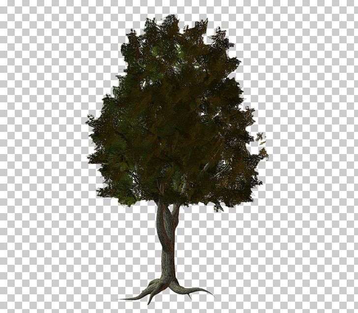 Fir Tree Spruce Pine PNG, Clipart, Babu, Blog, Branch, Conifer, Diary Free PNG Download