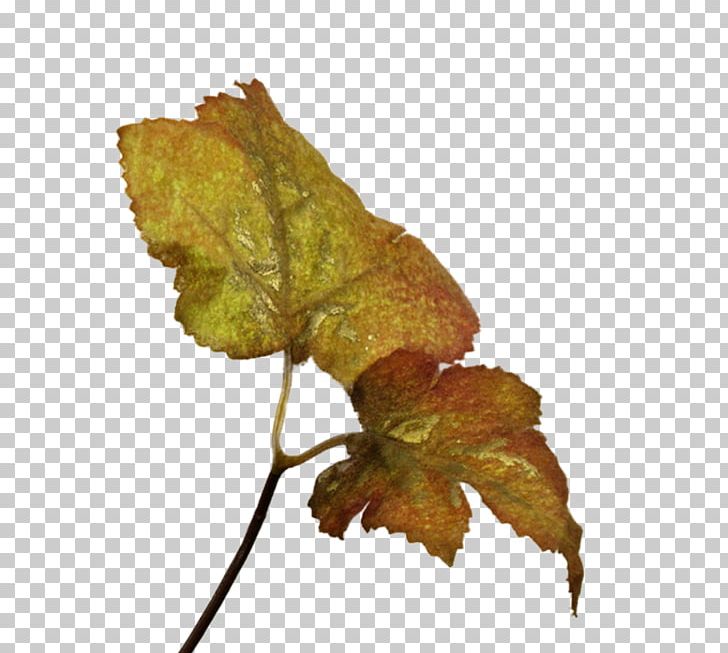 Leaf Plant Stem Dicotyledon Beach Rose Twig PNG, Clipart,  Free PNG Download