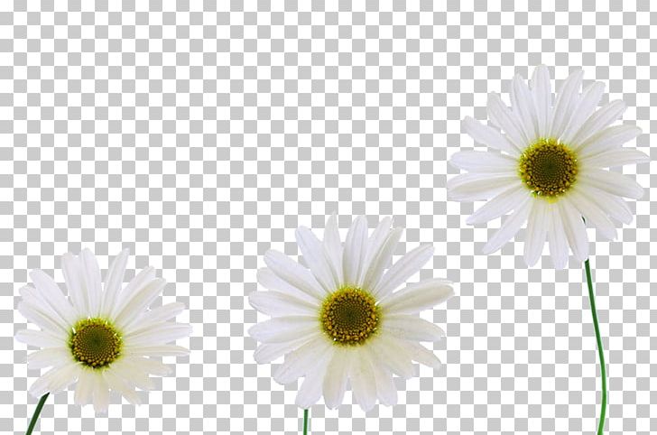 Chrysanthemum Xd7grandiflorum Carnation Oxeye Daisy PNG, Clipart, Chrysanthemum Chrysanthemum, Chrysanthemum Vector, Computer Wallpaper, Daisy Family, Flower Free PNG Download