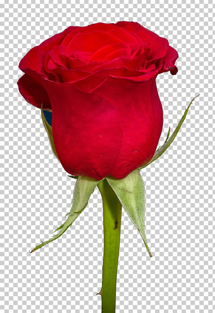 Garden Roses Centifolia Roses PNG, Clipart, Centifolia Roses, Cut Flowers, Desktop Wallpaper, Editing, Floristry Free PNG Download