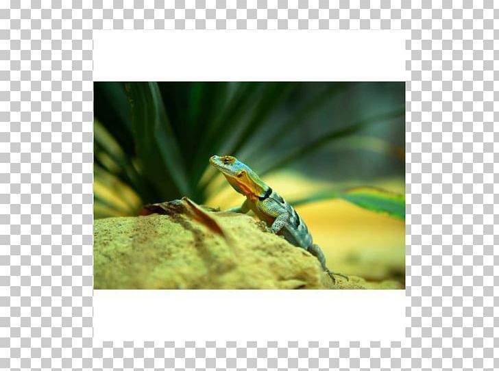 Insect Fauna PNG, Clipart, Fauna, Grass, Insect, Invertebrate, Light Body Free PNG Download
