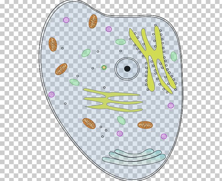 Plant Cell Biology PNG, Clipart, Animal, Biology, Cell, Cell Cliparts, Cell Nucleus Free PNG Download