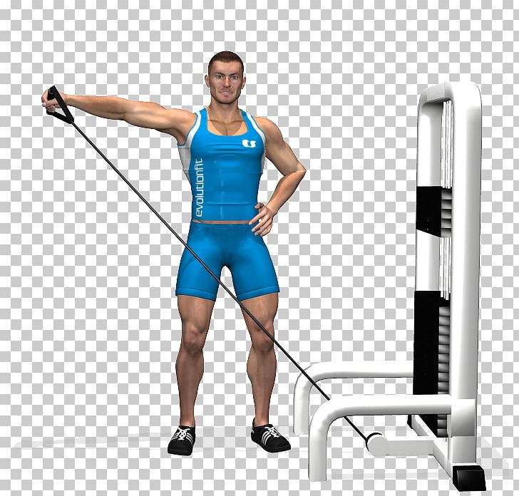 Deltoid Muscle Rear Delt Raise Physical Exercise Overhead Press Front Raise PNG, Clipart, Abdomen, Arm, Barbell, Bench, Brachioradialis Free PNG Download