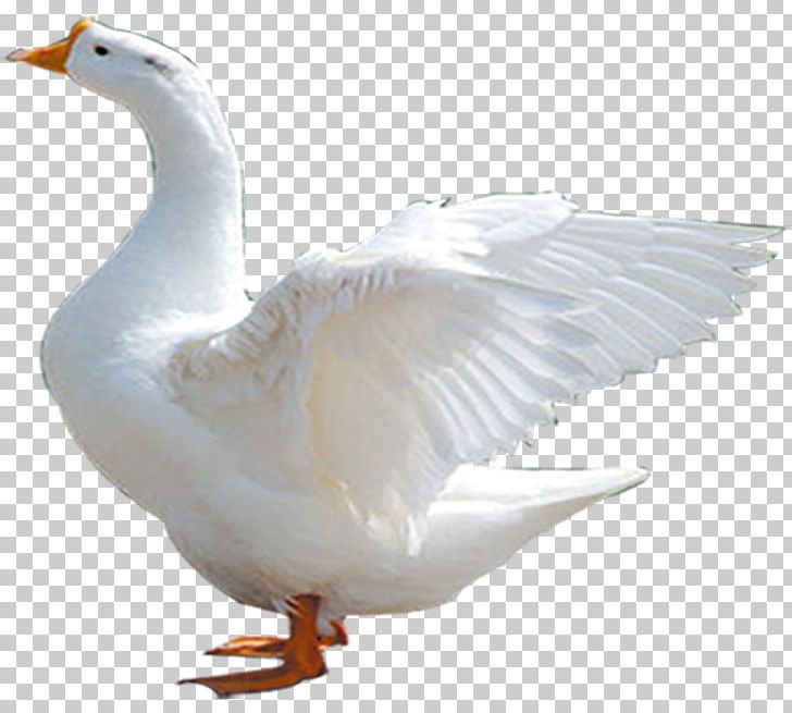 Duck Chinese Goose Cygnini Domestic Goose PNG, Clipart, Animal, Animals, Beak, Bird, Canadian Goose Free PNG Download