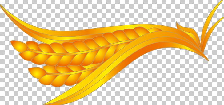 Rice Gadu Paddy Field Gratis PNG, Clipart, Brown Rice, Commodity, Concepteur, Corn On The Cob, Download Free PNG Download