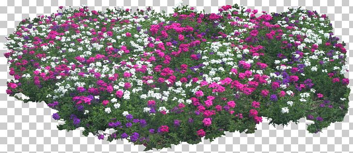 Shrub Plant Flower Tree Garden PNG, Clipart, Annual Plant, Bridalwreaths, Chrysanths, Flora, Floral Design Free PNG Download