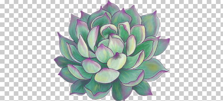 Succulent Plant Paper Bumper Sticker Drawing PNG, Clipart, Aquatic Plant, Botanical Illustration, Bumper Sticker, Cactaceae, Color Free PNG Download