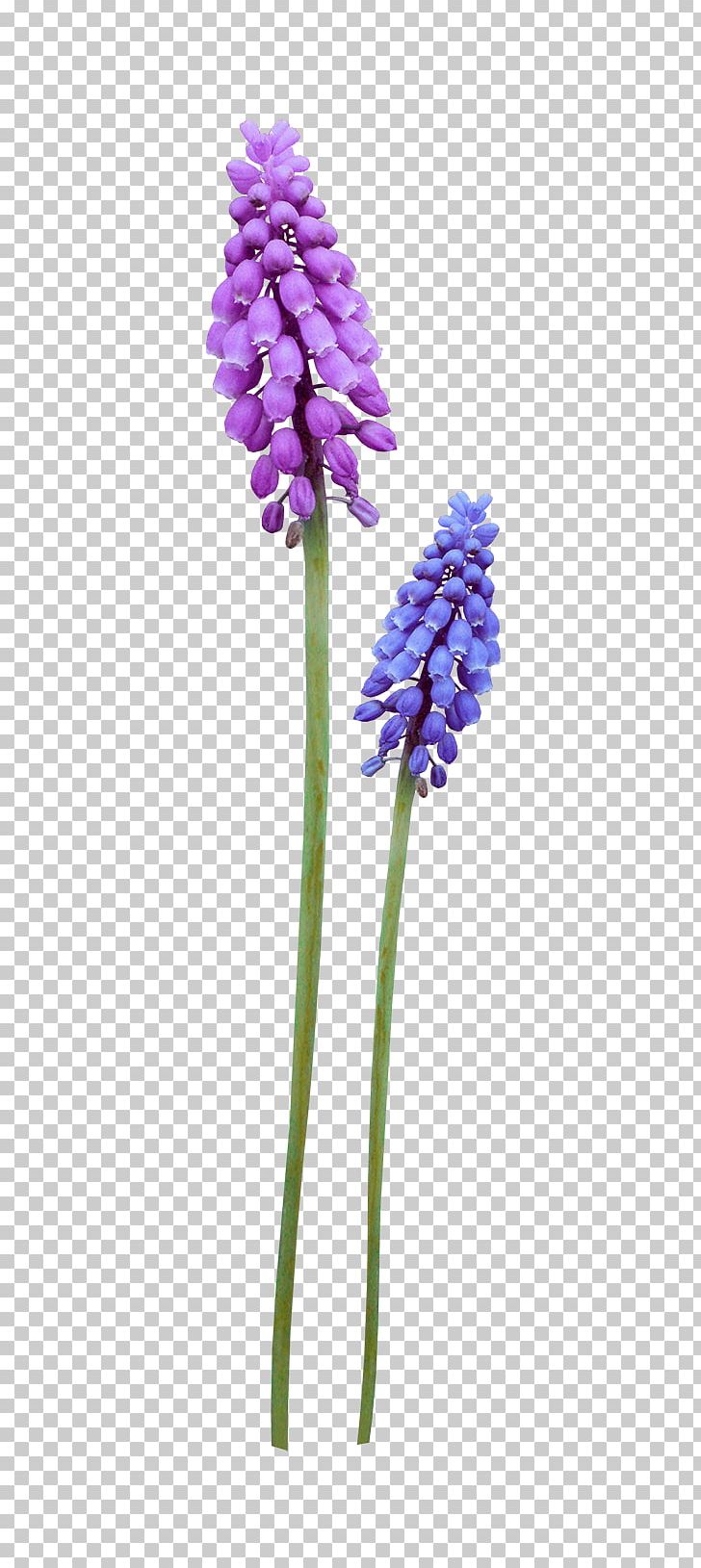 Flower Violet Purple PNG, Clipart, Decorative Patterns, Download, Flora, Flower, Flowering Plant Free PNG Download