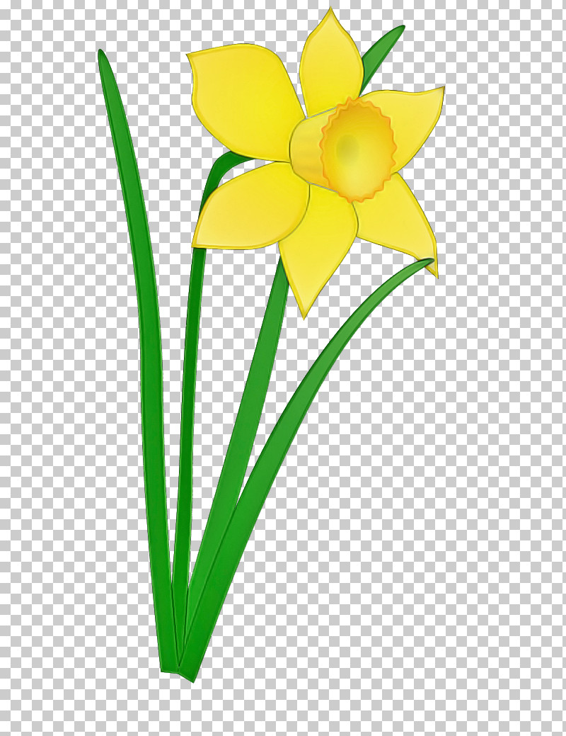 Yellow Flower Petal Plant Narcissus PNG, Clipart, Amaryllis Family, Cut Flowers, Flower, Narcissus, Pedicel Free PNG Download