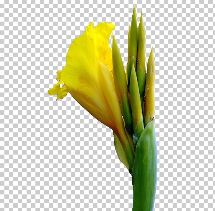 Canna Cut Flowers PNG, Clipart, Beautiful, Beautiful Flowers, Big, Big Flower, Bud Free PNG Download
