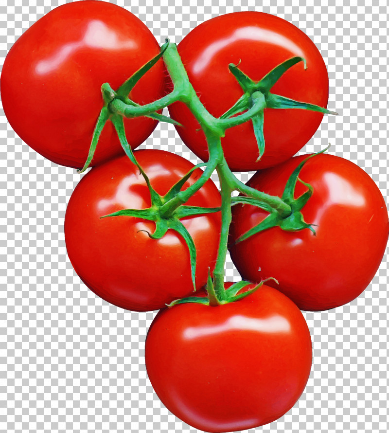 Tomato PNG, Clipart, Bush Tomato, Cherry Tomatoes, Food, Fruit, Local Food Free PNG Download