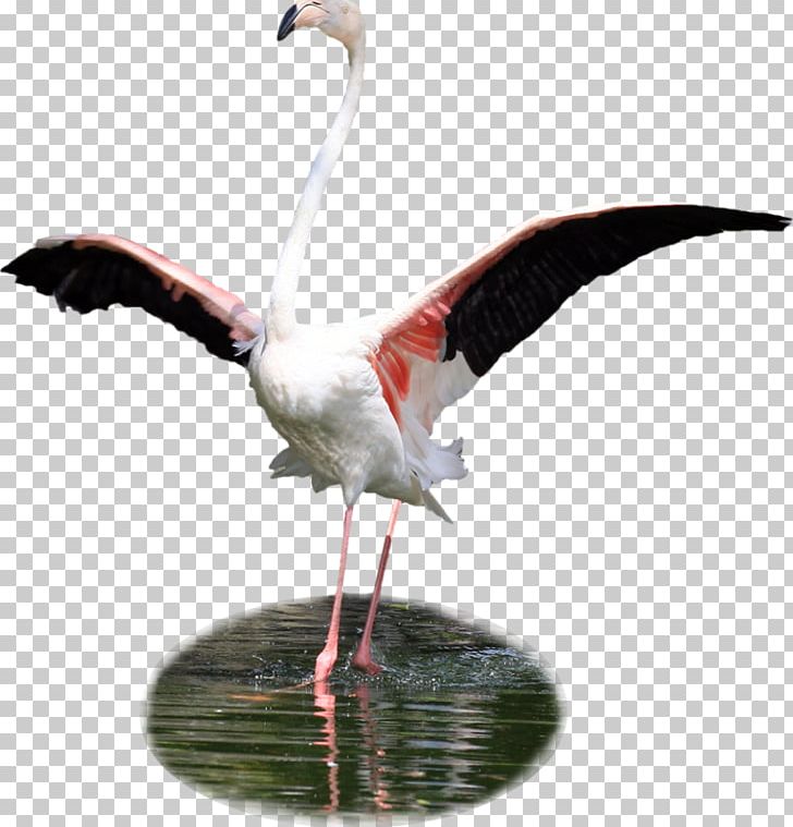 Bird White Stork Flamingos PNG, Clipart, Animal, Animals, Ardea, Beak, Bird Free PNG Download