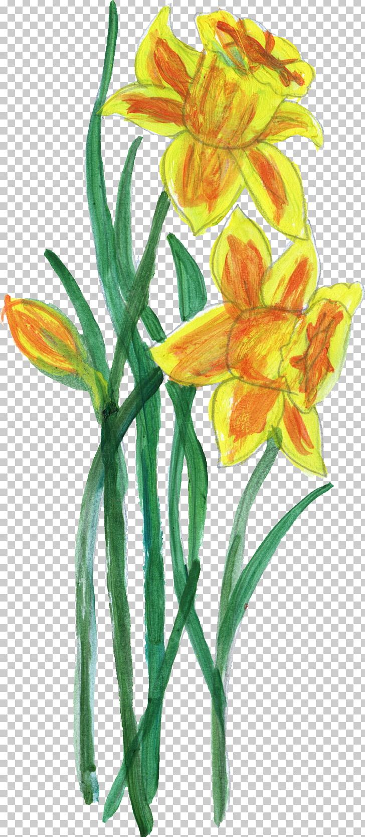 Flower Plant Stem Lilium PNG, Clipart, Arumlily, Canna Family, Canna Lily, Cut Flowers, Daylily Free PNG Download
