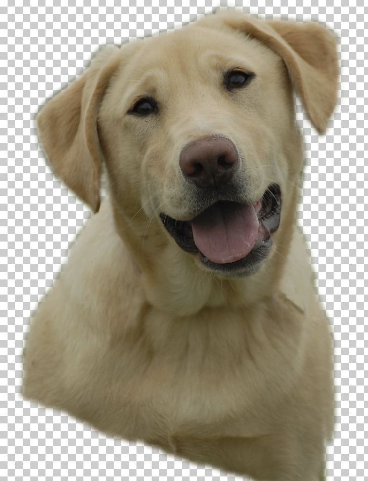 Labrador Retriever Golden Retriever Puppy PNG, Clipart, Animals, Carnivoran, Companion Dog, Cuteness, Dog Free PNG Download