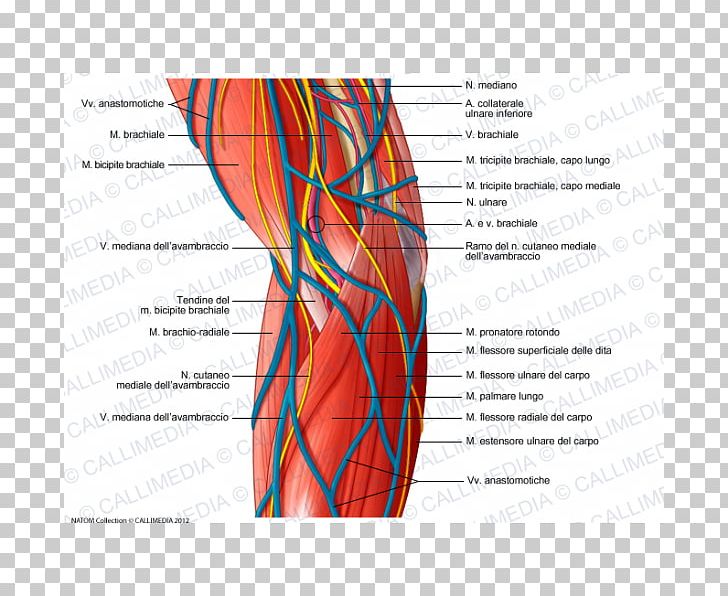 Ulnar Nerve Nervous System Elbow Medial Epicondyle Of The Humerus PNG, Clipart,  Free PNG Download
