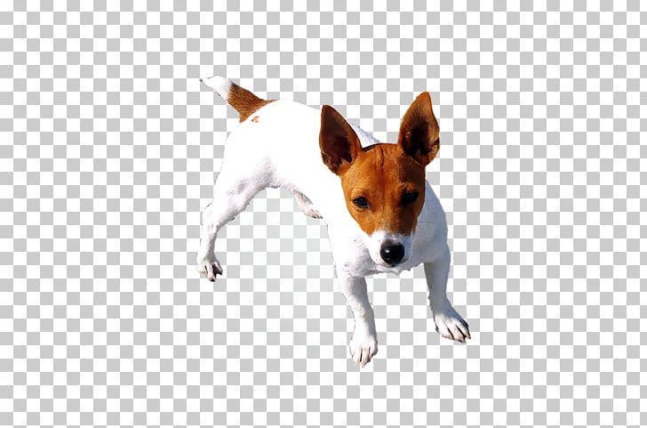Dog Breed Miniature Fox Terrier Toy Fox Terrier Rat Terrier Tenterfield Terrier PNG, Clipart, Breed, Canadian Kennel Club, Carnivoran, Companion Dog, Dog Free PNG Download