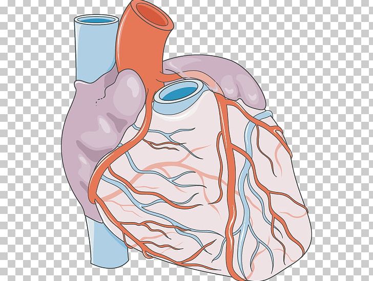 Heart Coronary Artery Disease Chest Pain Coronary Arteries Servier Medical PNG, Clipart, Abdomen, Anatomy, Angina Pectoris, Arm, Chest Pain Free PNG Download
