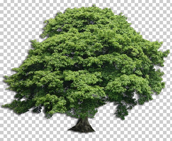 L.K. Wood: As Everyone Should Arborist Tree Trunk Pruning PNG, Clipart, Arborist, Ash, Backgroun, Certified Arborist, Evergreen Free PNG Download
