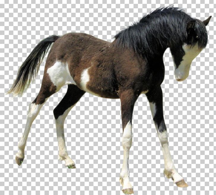 Stallion Pony Mustang Foal Mare PNG, Clipart, Cockhorse, Colt, Foal, Halter, Horse Free PNG Download