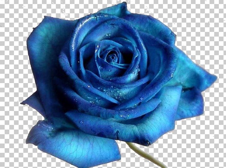 Blue Rose Desktop Flower PNG, Clipart, Blue, Blue Flower, Blue Rose, Computer, Copywriter Free PNG Download